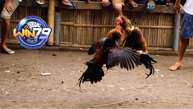 Những Câu Hỏi Thường Gặp