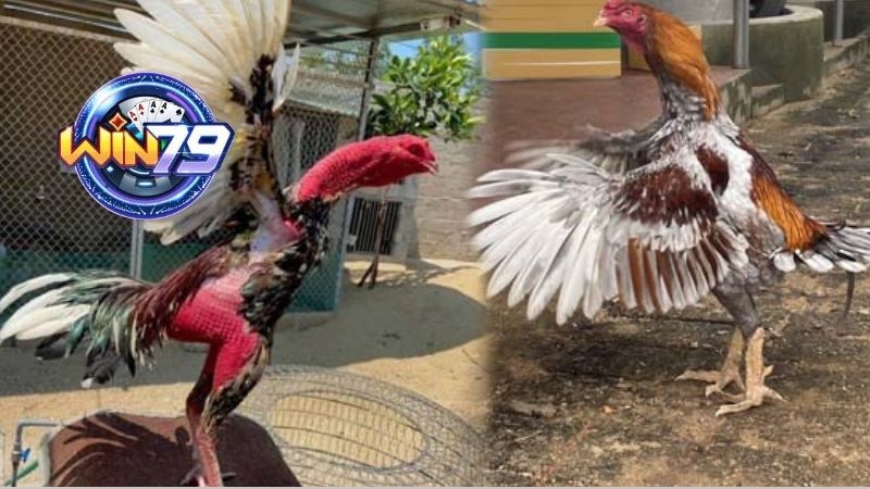 Quy Trình Tham Gia Đá Gà Tại Trường Gà Thomo