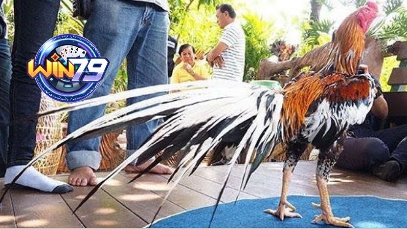 Những Điều Bạn Cần Biết Khi Ghé Thăm Trường Gà